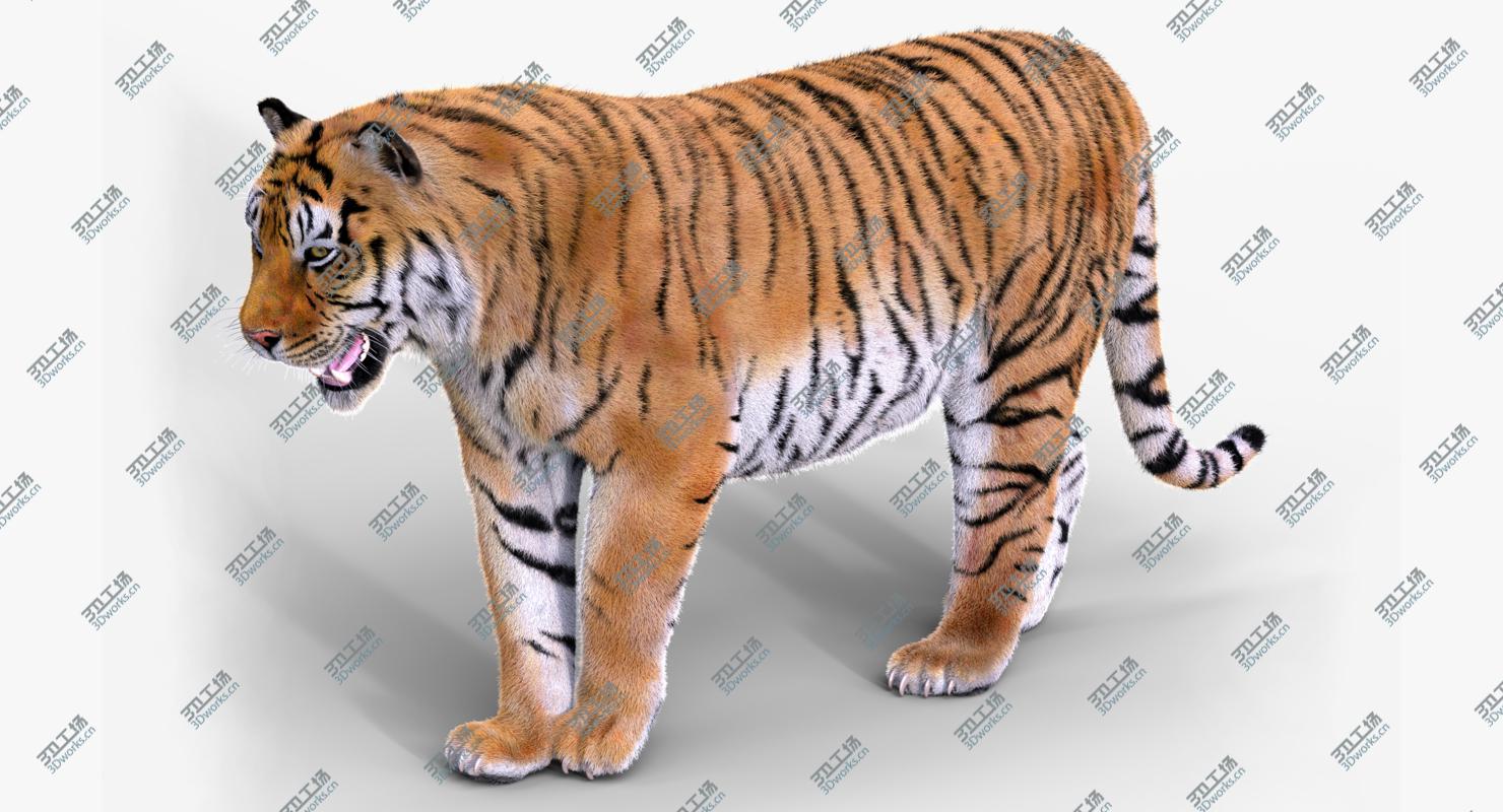 images/goods_img/2021040165/Tiger(Rigged, Fur) 3D/5.jpg